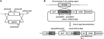 The Lack of SNARE Protein Homolog Syn8 Influences Biofilm Formation of Candida glabrata